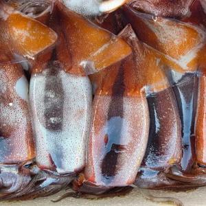 국내산 생물 오징어 1kg 6-10미 내외 횟감 제철 별미 총알 통찜 볶음 전골 무침