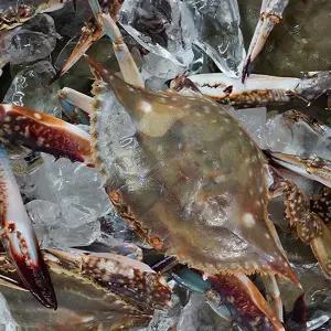 [네이처파마씨]국내산 연평도 급냉 암꽃게 1kg (3-5미) / HACCP인증 알베기 암꽃게 당일주문 당일제조