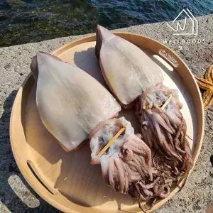 [웰굿] 포항직송 국내산 반건조 오징어 10미(1.7kg내외,특대)