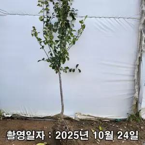 대실모과 3년생 결실주
