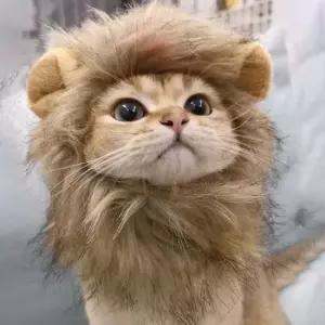 고양이사자머리 모자 코스튬 포토아이템 강아지 고양이