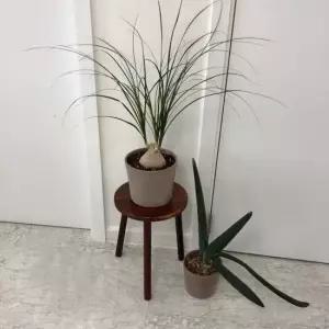 원목 화분 받침대 우드스텐드 30x40cm (스툴) 원목 화분 받침대