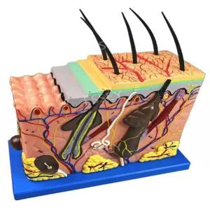 4D 두피 인체구조 피부 모델 모발 모형도 모형 모낭 피부과