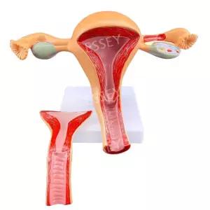 생식기 모형 난소 산부인과 자궁 인체모형 임신 교육용 해부학 인체