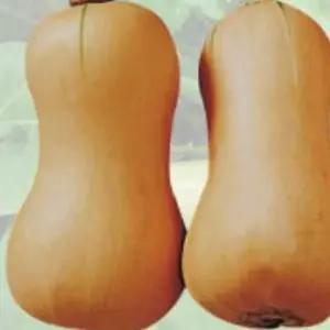 땅콩호박 식용 호박 씨 채소 열매 씨앗 종자 10립