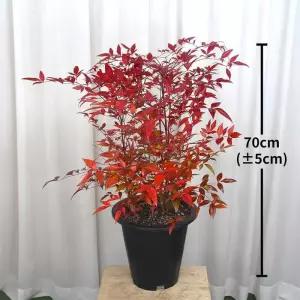 남천 70cm 코스트코 마켓송지2606