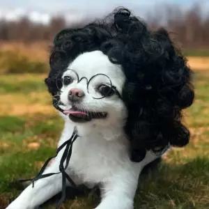 마이콜 뽀글머리 가발 고양이 코믹 강아지파마뽀파마 뽀이 사진촬영소품 동물 모자 애견