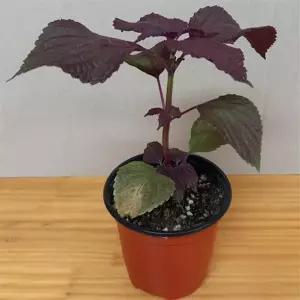 차조기 자소엽 보라색 깻잎 포트 모종 3개