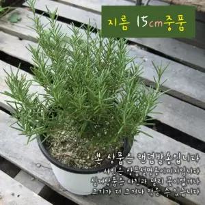 로즈마리(Rosemary) 지름 15cm중품화분 (상토와 마사만사용)