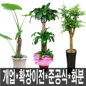 상주꽃배달 상주시개업화분 대형개업화분 승진 영전 취임 천사꽃배달