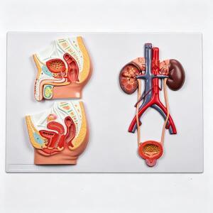 남성 및 여성 비뇨생식기 시스템 모형, 인간 해부학 교육용 교구