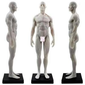 의대생 30cm 남성 여성 레진 인체 해부학 근육 골격 모형 두개골 구조 의료 예술가용 드로잉