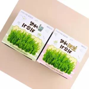딜로그? 새싹보리 재배키트 식물키우기 12P