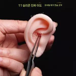 실리콘 인체모형 교육 피어싱 연습 골격 귀청소 인체 모형 귀 해부