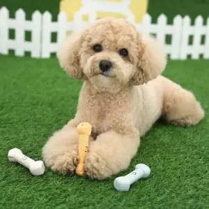 패리스독 개껌라텍스토이 1팩단위 6EA 80-1번강아지장남감 소형견장난감 영구개 개검 뼈다귀감 멍멍이감