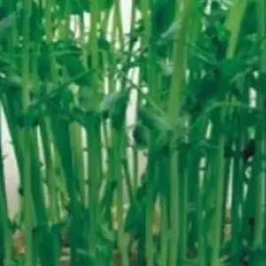 새싹전용 새싹 완두 콩 야채 종자 품종 씨앗 300g