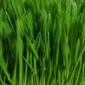 새싹전용 새싹 보리 야채 채소 종자 씨앗 키우기 600g