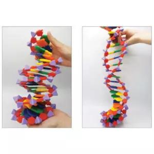 DNA 구조 조립식 분자모형 과학교구 키트 체결봉이용 방과후교실 매장꾸미기 홈스쿨