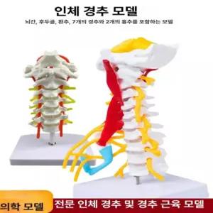 인체 모형 골격 경추 실습 병원 교육 뼈 관절 뼈모형 사람 정형외과 해부학 디럭스 경추 래브리스 뇌골격 뼈 포함