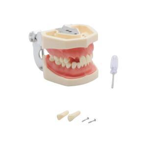 훈련 시뮬레이션 연구 실험실 교육 도구를위한 이동식 3D 소프트 껌이있는 28 치아 치과 학생 실습 모델