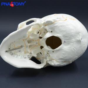 실물 크기 인간 번호가 매겨진 두개골 모델 해부학 교육 머리 공부 용품 해골 분리형 턱 뼈 매뉴얼