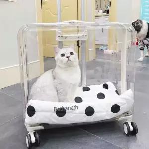 강아지 고양이 산책 투명 핸드 백팩 캐리어 배낭형 이동장 대형