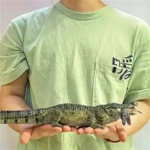 리보 데이노수쿠스 대형 공룡 선사시대 악어 버전 거대 고대 선물