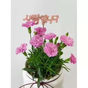 [콩심팥심]스승의날 어버이날 카네이션 선물 꽃 생화 식물 세라믹 화분 패키지