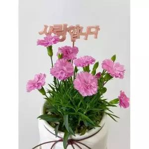 스승의날 어버이날 카네이션 선물 꽃 생화 식물 세라믹 화분 패키지