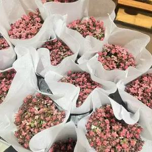 레드베리 레드배리 핑크베리 다육이 다육식물 키우기쉬운 홈가드닝