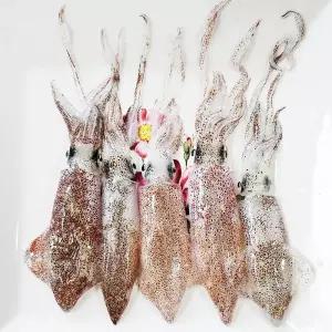 호래기 / 남해안 삼천포 자연산 신선 꼴뚜기 급냉 호래기 500g