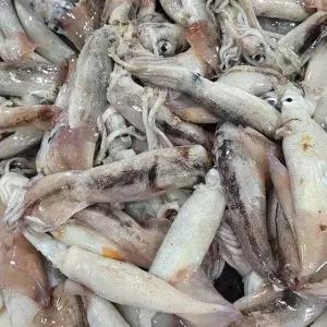 동해안 생물 오징어 횟감 500g