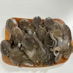 [TC]자연산 대왕 선동 활 쭈꾸미 1kg