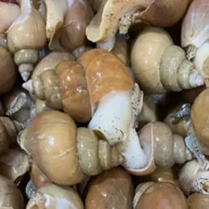 유쎌스토어 동해안 활 백골뱅이 1KG 왕 (7-10미) X4개 냉동골뱅이 캠핑간단음식