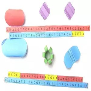 NewPath 학습 DNA 복제 3D 모델 제작 키트 풀 컬러 세트/5 종이 템플릿 및 교사 가이드 24-7718