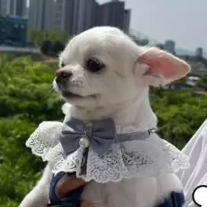 친절한탄씨 S 블루 강아지 고양이 레이스 리본 목카라 스카프 넥 강아지스카프 강아지케이프