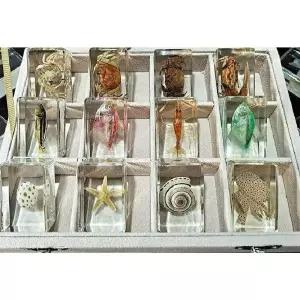 교육용 물고기 용 관찰 생물 바다생물 해양 표본세트