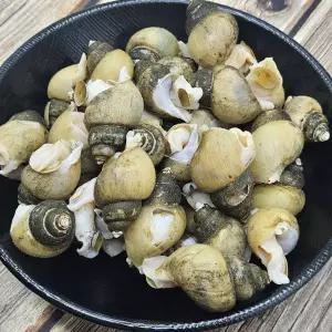 자숙 골뱅이 흑고동 500g