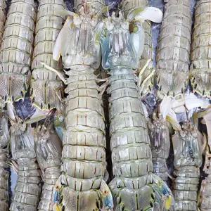 자연산 서해안 갯가재 1kg(15미-20미내외) 당일조업 털치 쏙 생물 국내산 산지발송