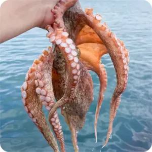 통영 자연산 돌문어 1kg 외 택1 제수용 숙회 참문어