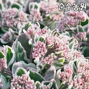 큰꿩의비름 모종, 라비앙로즈 15cm포트 1개/야생화/지피식물