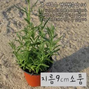 소품화분 라벤다모종) 화이트 카스틸라노 (흰색 지름 (좋은흙만 10cm 건강한식물) 프렌치 사용한 라벤더
