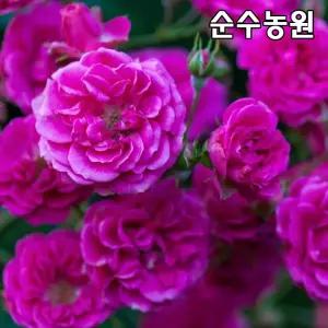 유럽사계덩굴장미 묘목, 엘름숀 개화주 포트1개/넝쿨, 줄장미/꽃나무