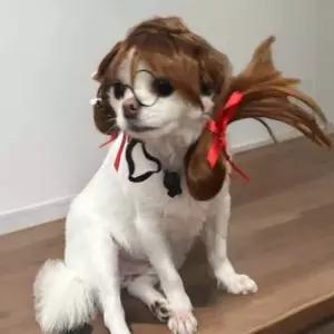 강아지가발 양갈래 생일머리띠 악세사리 동물 애견모자코스튬 가발 강아지옷 패딩 머리핀 애견 군밤