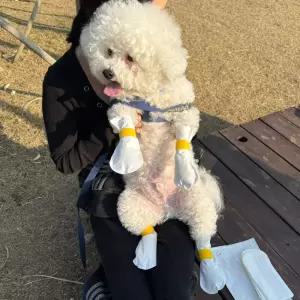 강아지 양말 애견신발 강아지산책양말 반려견 신발