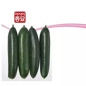 모종 아삭한 오이씨앗 아시아미인 50립 종자