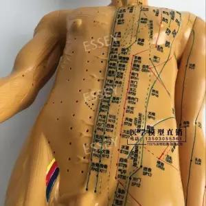 침술인형 모형 교육 교육용 모델 대형 85cm 침자리 실습용 인체 의학 전신 한의원 혈자리