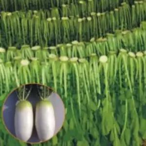 야채 토종 시래기 무 무우 채소 품종 종자 씨앗 20g