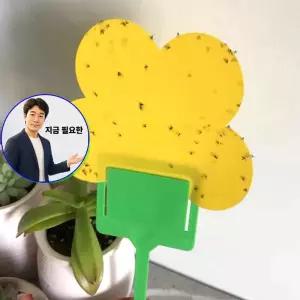 지금 필요한 끈끈이트랩 날파리 화분 파리 뿌리파리 초파리 노란끈끈이트랩