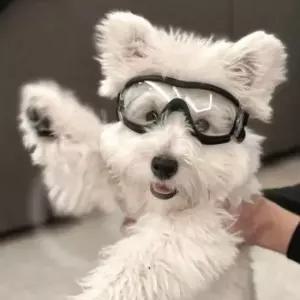 [PET] 고글 강아지 도글스 애견 선글라스 중형 대형